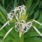 White Spider Crinum Lily Amoenum - Giant Flowering - Live Rooted Starter Plant Plantations