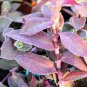 Pale Puma Fuzzy Color Changing Wandering Jewel Tradescantia Setcreasea Pallida Plantations