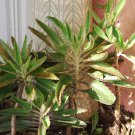 Mother of Thousands (Kalanchoe) Easy to Care for House Plant - Starter Plant Plantations