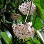 Hoya Carnosa - Porcelain Flower - Tropical Wax Vine - Climbing House Plant Plantations
