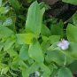 Rare Setcreasea Tradescantia Brevifolia - Green Queen - Flowering Wandering Jew Plantations