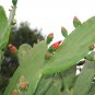 BULK FRESH PADS Edible Cactus Organic Super Food - Tortoise Turtle Iquana Pet Plantations
