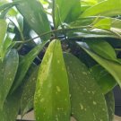 Hoya Pubicalyx Silver Splash Tropical Exotic Wax Vine House Plant Starter Plant Plantations