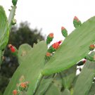 FRESH BULK Prickly Pear Cactus - Edible Pads - Spineless Thornless Plantations