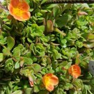 Lot Bundle 4 Flower Types Purslane Portulaca - 20 Fresh Cuttings Plantations