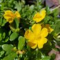 Lot Bundle 4 Flower Types Purslane Portulaca - 20 Fresh Cuttings Plantations