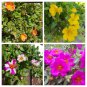 Lot Bundle 4 Flower Types Purslane Portulaca - 20 Fresh Cuttings Plantations