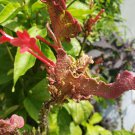 Red Odontonema Cuspidatum Firespike Cardinal’s Guard - Rooted Starter Pollinator Plantations
