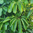 Australian Umbrella Tree Plant Schefflera Actinophylla Heptapleurum Plantations