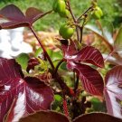 Jatropha Gossypifolia Belly Ache Bush - Live ROOTED starter plant Plantations