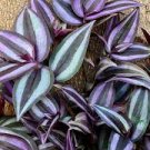 Lot of 3 Types of Pretty Purple Wandering Jew Sailor Tradescantia Plant Cuttings Plantations
