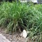 5 Pack Lemongrass Plant - Aromatic Rooted Starter Plant Perennial 'Citrus' Grass Plantations