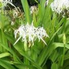 Set of 5 White Spider Crinum Lily Amoenum Bulk Bundle Lot Rooted Starter Plant Plantations