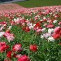 POPPY SHIRLEY DOUBLE MIXED COLORS Papaver Rhoeas - 5,000 Seeds Plantations