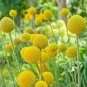 CRASPEDIA BILLY BUTTONS Craspedia Globosa - 50 Seeds Plantations