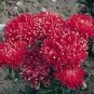 ASTER MILADY SCARLET RED DWARF Callistephus Chinensis - 20 Seeds Plantations
