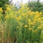 CANADA GOLDENRODE Solidago Canadensis - 1,000 Seeds Plantations