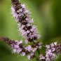 SPEARMINT Mentha Spicata - 100 Seeds Plantations