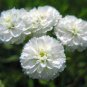 YARROW PEARL Achillea Ptarmica - 20 Seeds Plantations