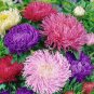 ASTER GREMLIN LIGHT ROSE DOUBLE Callistephus Chinensis - 20 Seeds Plantations