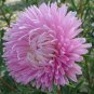 ASTER GREMLIN LIGHT ROSE DOUBLE Callistephus Chinensis - 20 Seeds Plantations