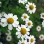 CHAMOMILE ROMAN Chamaemelum Nobile - 500 Seeds Plantations