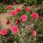 CORNFLOWER BACHELOR'S BUTTON RED Centaurea Cyanus - 500 Seeds Plantations