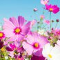 COSMOS SENSATION MIX Cosmos Bipinnatus - 500 Seeds Plantations