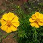 COSMOS SULPHUR LADYBIRD YELLOW DWARF Cosmos Sulphureus - 100 Seeds Plantations