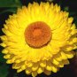 STRAWFLOWER MIXED COLORS Helichrysum Monstrosum - 200 Seeds Plantations