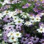 BRACHYCOME MIXED COLORS Brachycome Iberidifolia - 100 Seeds Plantations