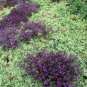 ALYSSUM ORIENTAL NIGHTS Lobularia Maritima - 100 Seeds Plantations