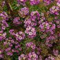 ALYSSUM ROSIE O'DAY Lobularia Maritima - 100 Seeds Plantations