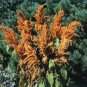 AMARANTHUS HOT BISCUITS Amaranthus Cruentus - 100 Seeds Plantations