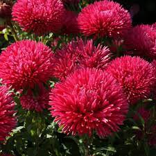 ASTER GREMLIN RED DOUBLE Callistephus Chinensis - 20 Seeds Plantations