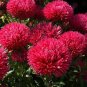 ASTER GREMLIN RED DOUBLE Callistephus Chinensis - 20 Seeds Plantations