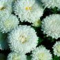 ASTER MILADY WHITE DWARF Callistephus Chinensis - 20 Seeds Plantations