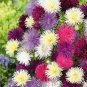 ASTER NEEDLE UNICUM MIXED COLORS Callistephus Chinensis - 20 Seeds Plantations