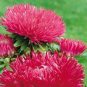 ASTER NEEDLE UNICUM SALMON PINK Callistephus Chinensis - 20 Seeds Plantations