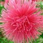 ASTER NEEDLE UNICUM SALMON PINK Callistephus Chinensis - 20 Seeds Plantations