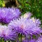 ASTER NEEDLE UNICUM VIOLET Callistephus Chinensis - 20 Seeds Plantations