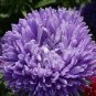 ASTER NEEDLE UNICUM VIOLET Callistephus Chinensis - 20 Seeds Plantations