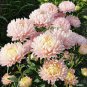 ASTER PAEONY DUCHESS PINK Callistephus Chinensis - 20 Seeds Plantations