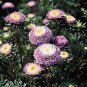 AASTER POMPON LIGHT BLUE Callistephus Chinensis - 20 Seeds Plantations