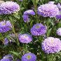 AASTER POMPON LIGHT BLUE Callistephus Chinensis - 20 Seeds Plantations