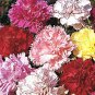 CARNATION CHABAUD PICOTEE MIXED COLORS Dianthus Caryophyllus - 20 Seeds Plantations