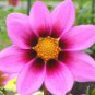 COSMOS SONATA PINK BLUSH DWARF Cosmos Bipinnatus - 100 Seeds Plantations
