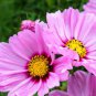 COSMOS SONATA PINK BLUSH DWARF Cosmos Bipinnatus - 100 Seeds Plantations