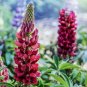 LUPINE RUSSEL RED PERENNIAL Lupinus Polyphyllus Russell - 50 Seeds Plantations