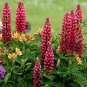 LUPINE RUSSEL RED PERENNIAL Lupinus Polyphyllus Russell - 50 Seeds Plantations